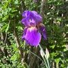 purpleiris24